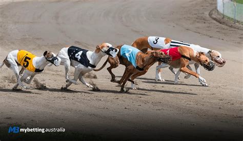 greyhound handicapping secrets